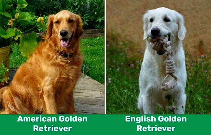 Anglais Vs American Golden Retriever. Guide De Comparaison Complet