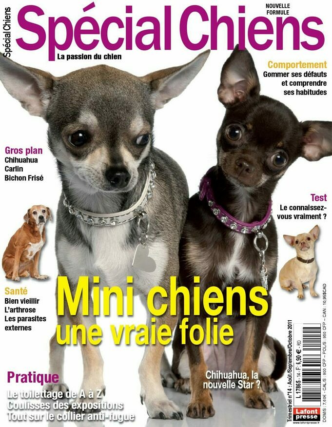 Quelle Est La Duree Moyenne De Sejour En Chaleur Des Chihuahuas 7 Autres Problemes Similaires scaled 1