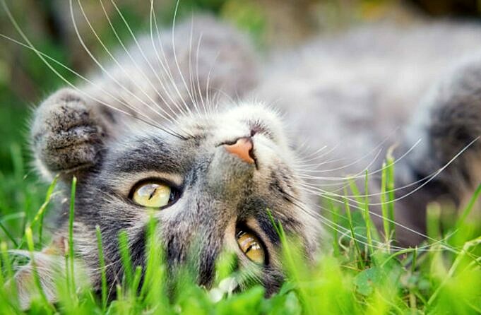 Quelle Est La Raison Pour Laquelle Mon Chat Aime L'herbe ?
