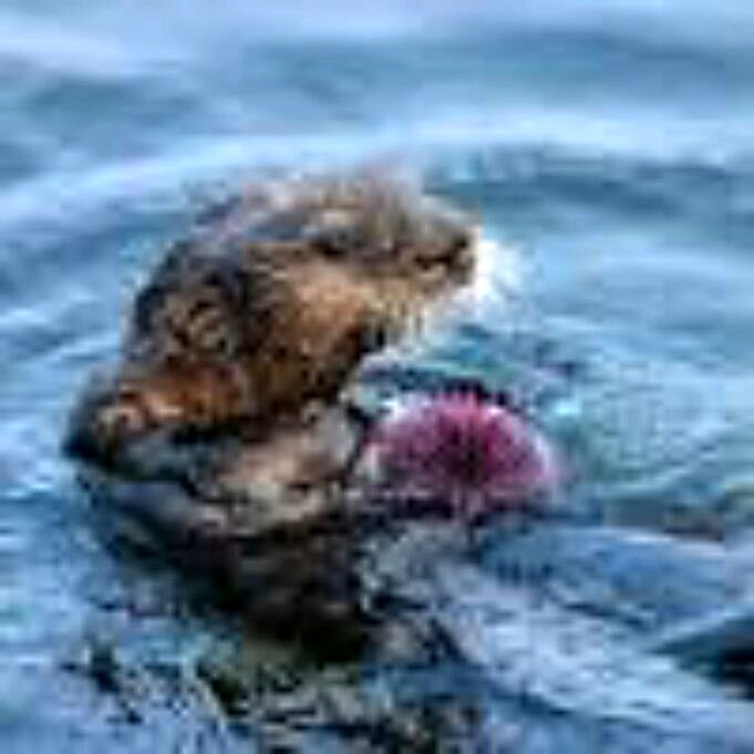Sea Otter News